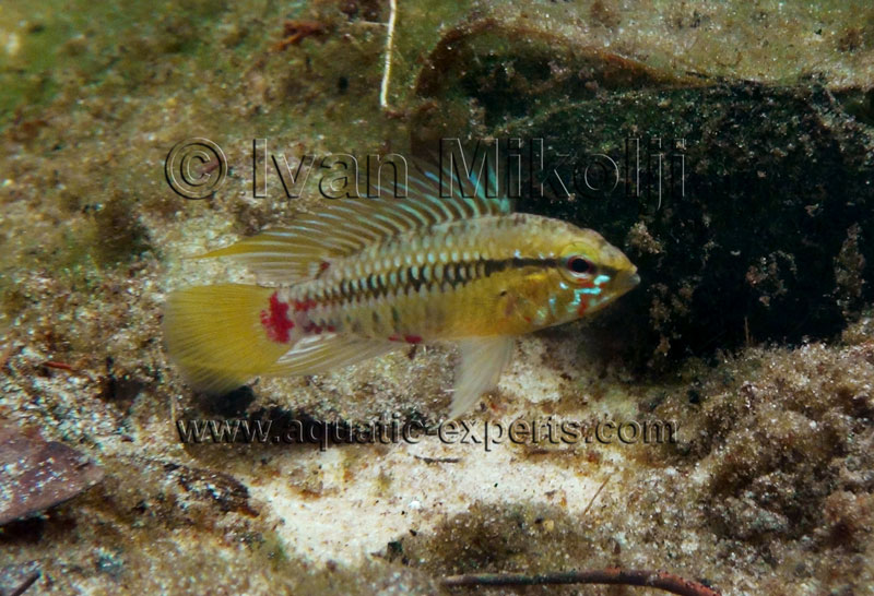 wild apistogramas